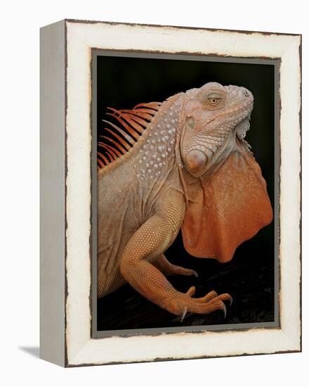 Common Iguana (Iguana Iguana) Albino, Captive, From Central And South America-Michael D. Kern-Framed Premier Image Canvas