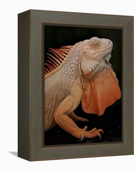 Common Iguana (Iguana Iguana) Albino, Captive, From Central And South America-Michael D. Kern-Framed Premier Image Canvas