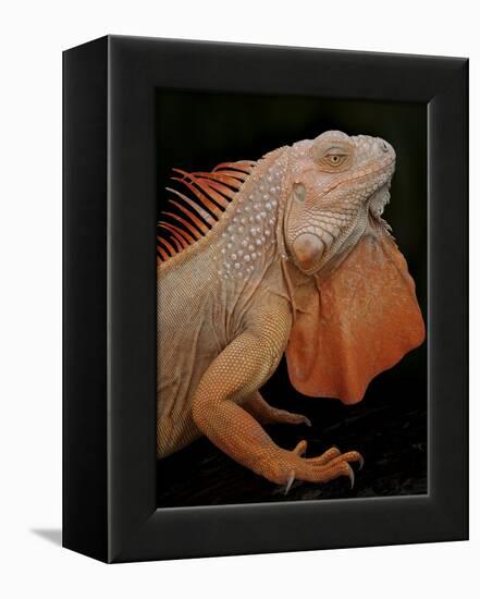 Common Iguana (Iguana Iguana) Albino, Captive, From Central And South America-Michael D. Kern-Framed Premier Image Canvas