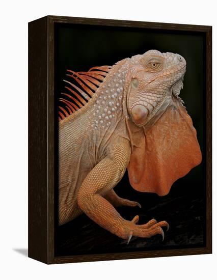 Common Iguana (Iguana Iguana) Albino, Captive, From Central And South America-Michael D. Kern-Framed Premier Image Canvas