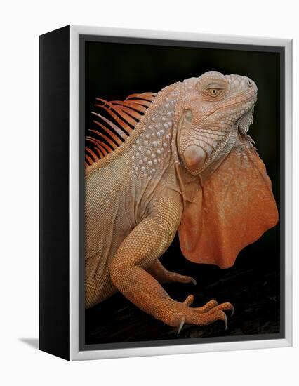 Common Iguana (Iguana Iguana) Albino, Captive, From Central And South America-Michael D. Kern-Framed Premier Image Canvas