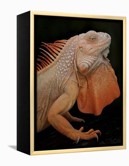 Common Iguana (Iguana Iguana) Albino, Captive, From Central And South America-Michael D. Kern-Framed Premier Image Canvas