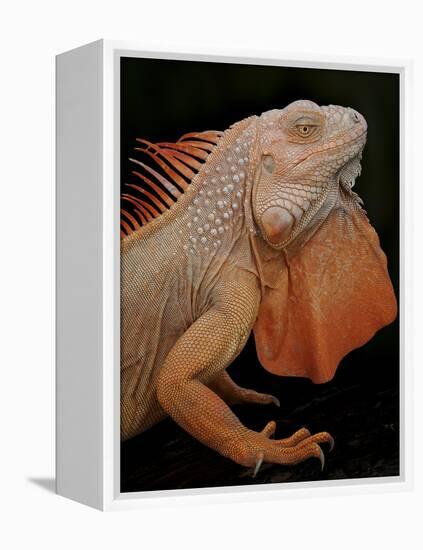 Common Iguana (Iguana Iguana) Albino, Captive, From Central And South America-Michael D. Kern-Framed Premier Image Canvas