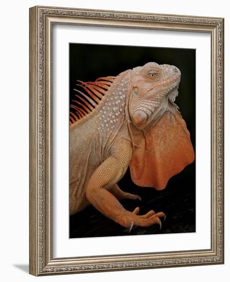 Common Iguana (Iguana Iguana) Albino, Captive, From Central And South America-Michael D. Kern-Framed Photographic Print