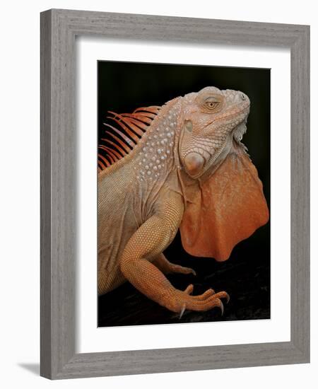 Common Iguana (Iguana Iguana) Albino, Captive, From Central And South America-Michael D. Kern-Framed Photographic Print