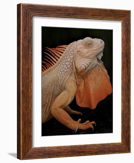 Common Iguana (Iguana Iguana) Albino, Captive, From Central And South America-Michael D. Kern-Framed Photographic Print