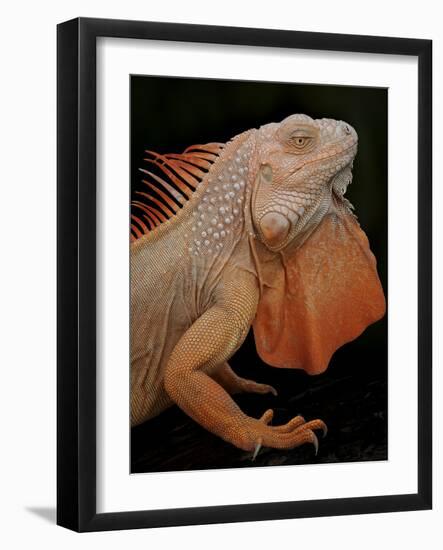 Common Iguana (Iguana Iguana) Albino, Captive, From Central And South America-Michael D. Kern-Framed Photographic Print