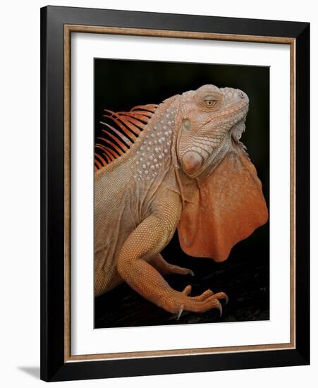 Common Iguana (Iguana Iguana) Albino, Captive, From Central And South America-Michael D. Kern-Framed Photographic Print