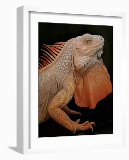 Common Iguana (Iguana Iguana) Albino, Captive, From Central And South America-Michael D. Kern-Framed Photographic Print