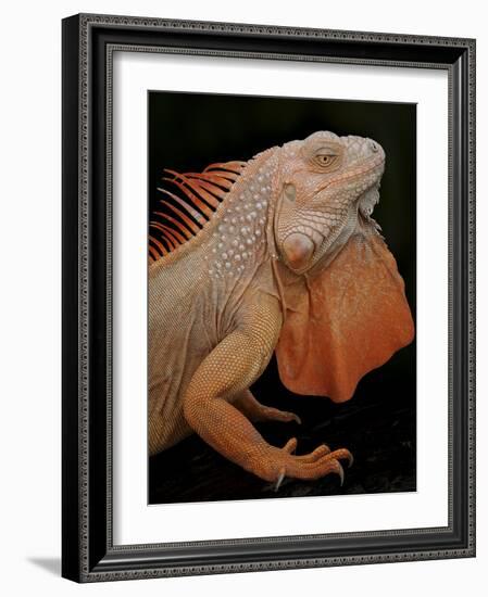 Common Iguana (Iguana Iguana) Albino, Captive, From Central And South America-Michael D. Kern-Framed Photographic Print