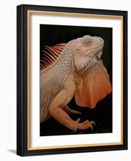 Common Iguana (Iguana Iguana) Albino, Captive, From Central And South America-Michael D. Kern-Framed Photographic Print