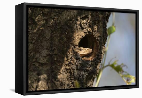 Common Indian monitor lizard (Varanus bengalensis), Bandhavgarh National Park, Madhya Pradesh, Indi-Sergio Pitamitz-Framed Premier Image Canvas