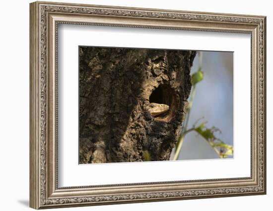 Common Indian monitor lizard (Varanus bengalensis), Bandhavgarh National Park, Madhya Pradesh, Indi-Sergio Pitamitz-Framed Photographic Print