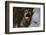 Common Indian monitor lizard (Varanus bengalensis), Bandhavgarh National Park, Madhya Pradesh, Indi-Sergio Pitamitz-Framed Photographic Print