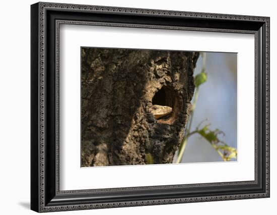 Common Indian monitor lizard (Varanus bengalensis), Bandhavgarh National Park, Madhya Pradesh, Indi-Sergio Pitamitz-Framed Photographic Print