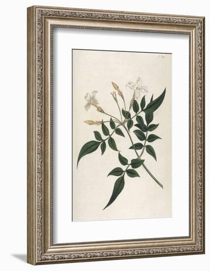 Common Jasmine-William Curtis-Framed Photographic Print