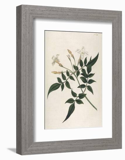 Common Jasmine-William Curtis-Framed Photographic Print