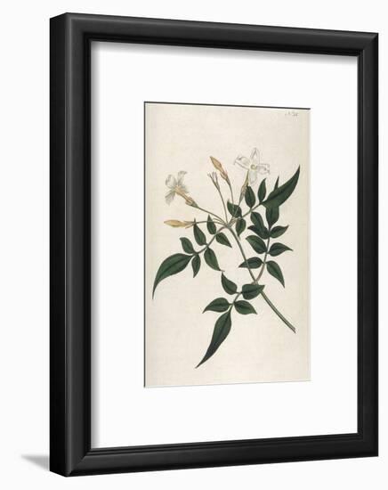 Common Jasmine-William Curtis-Framed Photographic Print