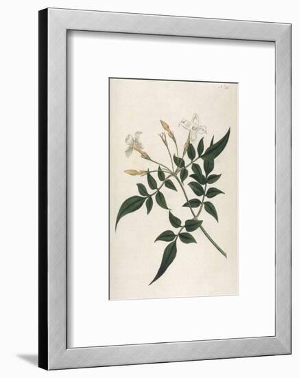 Common Jasmine-William Curtis-Framed Photographic Print