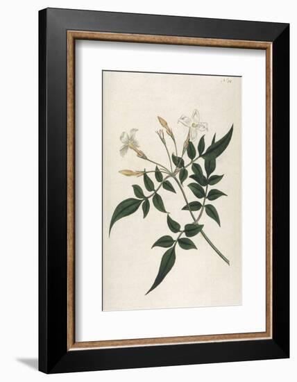 Common Jasmine-William Curtis-Framed Photographic Print