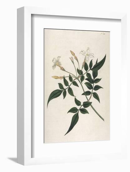 Common Jasmine-William Curtis-Framed Photographic Print