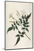 Common Jasmine-William Curtis-Mounted Photographic Print