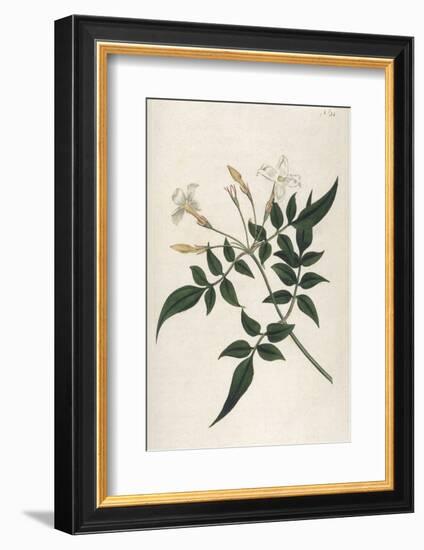 Common Jasmine-William Curtis-Framed Photographic Print