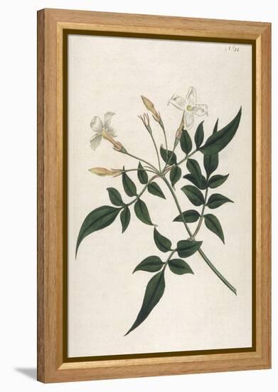 Common Jasmine-William Curtis-Framed Premier Image Canvas