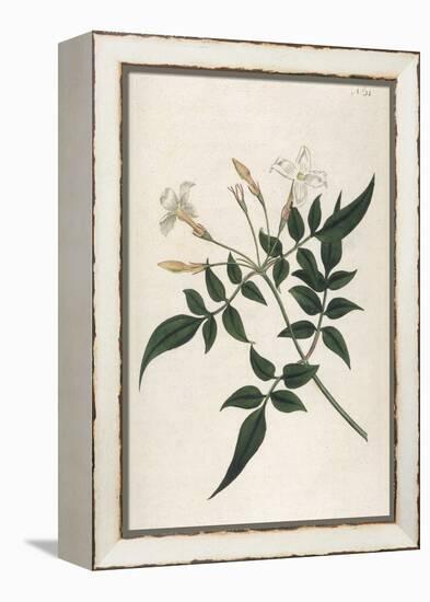 Common Jasmine-William Curtis-Framed Premier Image Canvas