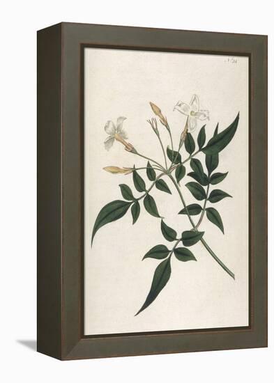 Common Jasmine-William Curtis-Framed Premier Image Canvas