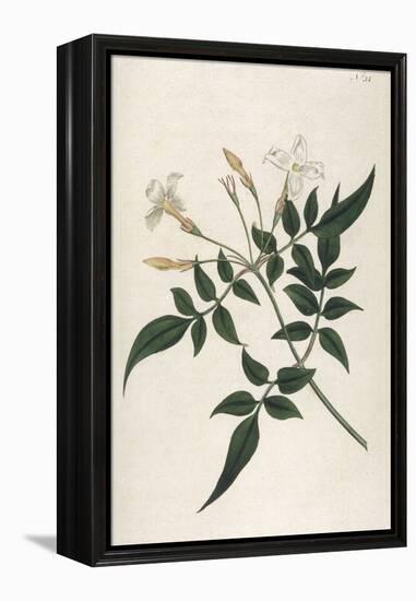 Common Jasmine-William Curtis-Framed Premier Image Canvas