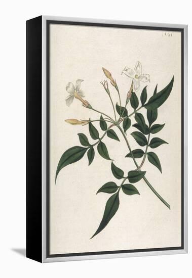 Common Jasmine-William Curtis-Framed Premier Image Canvas