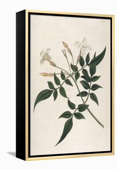 Common Jasmine-William Curtis-Framed Premier Image Canvas