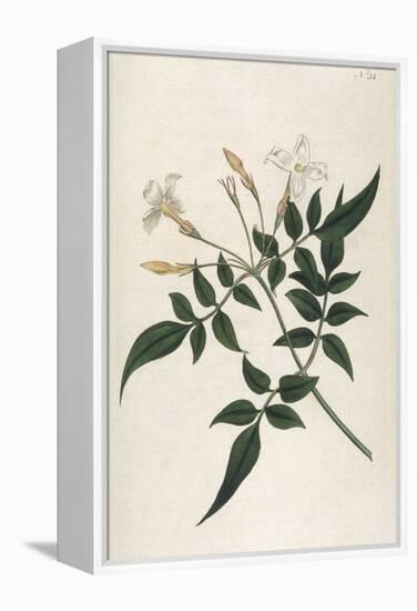 Common Jasmine-William Curtis-Framed Premier Image Canvas