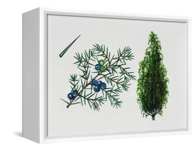 Juniper berries (Juniperus communis) For sale as Framed Prints, Photos,  Wall Art and Photo Gifts