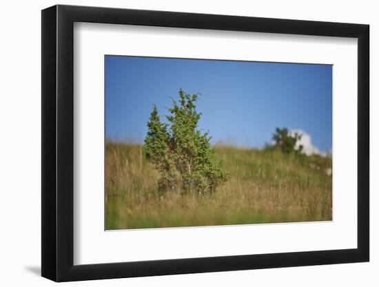 Common juniper, Juniperus communis, scenery, autumn,-David & Micha Sheldon-Framed Photographic Print