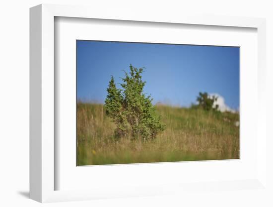 Common juniper, Juniperus communis, scenery, autumn,-David & Micha Sheldon-Framed Photographic Print