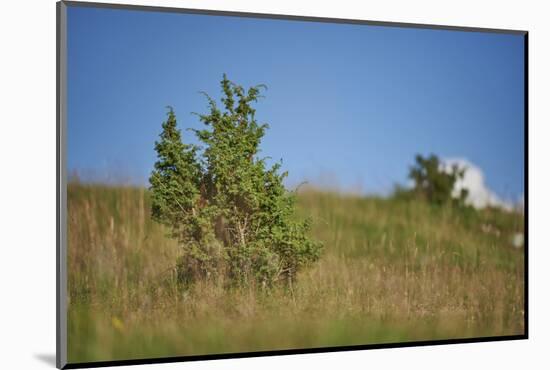 Common juniper, Juniperus communis, scenery, autumn,-David & Micha Sheldon-Mounted Photographic Print