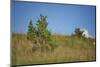 Common juniper, Juniperus communis, scenery, autumn,-David & Micha Sheldon-Mounted Photographic Print