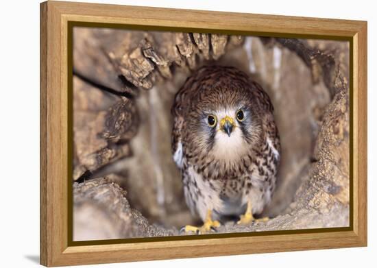 Common Kestrel at Nest, Head On, Both-null-Framed Premier Image Canvas