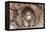 Common Kestrel at Nest, Head On, Both-null-Framed Premier Image Canvas