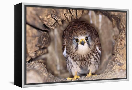 Common Kestrel at Nest, Head On, Both-null-Framed Premier Image Canvas