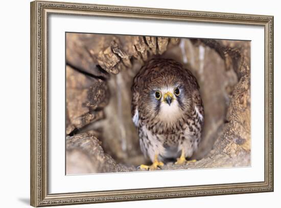 Common Kestrel at Nest, Head On, Both-null-Framed Photographic Print