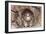 Common Kestrel at Nest, Head On, Both-null-Framed Photographic Print