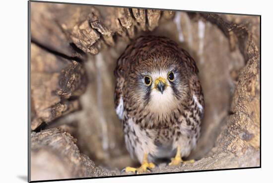 Common Kestrel at Nest, Head On, Both-null-Mounted Photographic Print