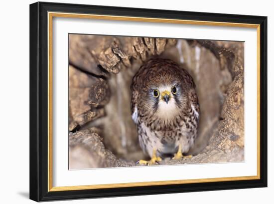 Common Kestrel at Nest, Head On, Both-null-Framed Photographic Print