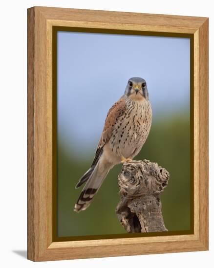 Common kestrel (Falco tinnunculus) male perched on a branch, Valencia, Spain, February-Loic Poidevin-Framed Premier Image Canvas