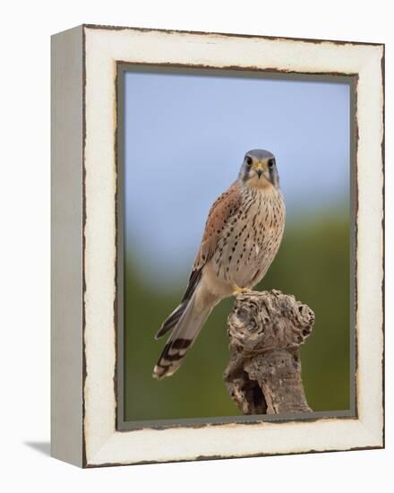 Common kestrel (Falco tinnunculus) male perched on a branch, Valencia, Spain, February-Loic Poidevin-Framed Premier Image Canvas