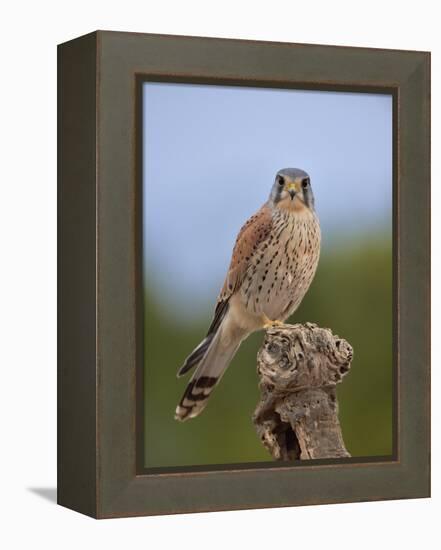 Common kestrel (Falco tinnunculus) male perched on a branch, Valencia, Spain, February-Loic Poidevin-Framed Premier Image Canvas