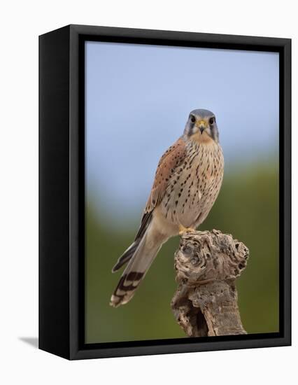 Common kestrel (Falco tinnunculus) male perched on a branch, Valencia, Spain, February-Loic Poidevin-Framed Premier Image Canvas